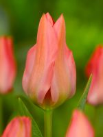 Tulip Greigii - Toronto